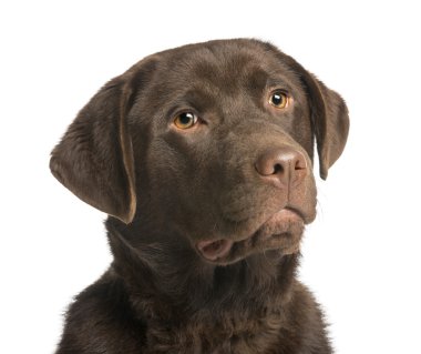 Close-Up çikolata labrador, 7 ay yaşlı, üzerinde izole whit