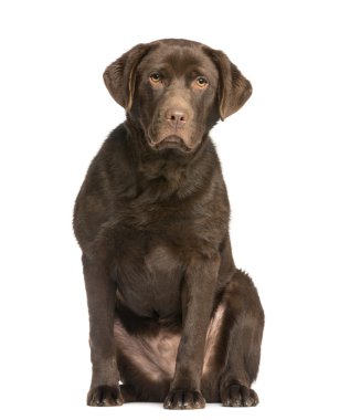 çikolata labrador, 7 ay yaşlı, oturma ve karşısında, o izole