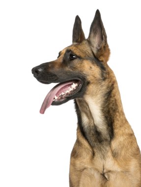 Close-Up bir Belçika çoban köpeği, 1 yaşında