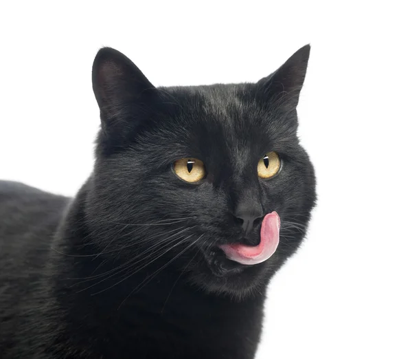 Close-up de um gato preto lambendo, isolado em branco, isolado em — Fotografia de Stock