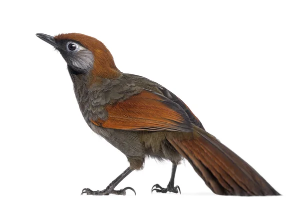 Visão traseira em um Laughingthrush de cauda vermelha - Garrulax milnei, isol — Fotografia de Stock