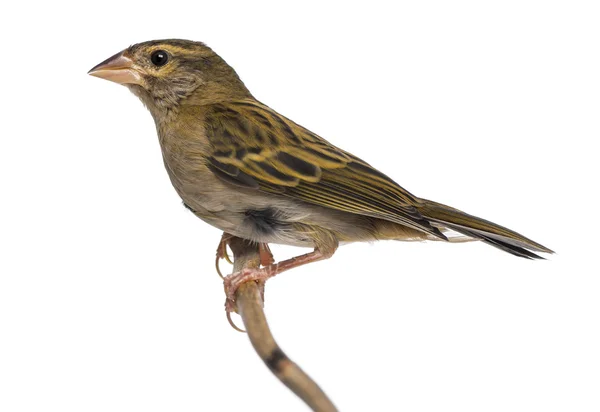 Red Fod perched on a branch - Foudia madagascariensis, isolated — Stock Photo, Image