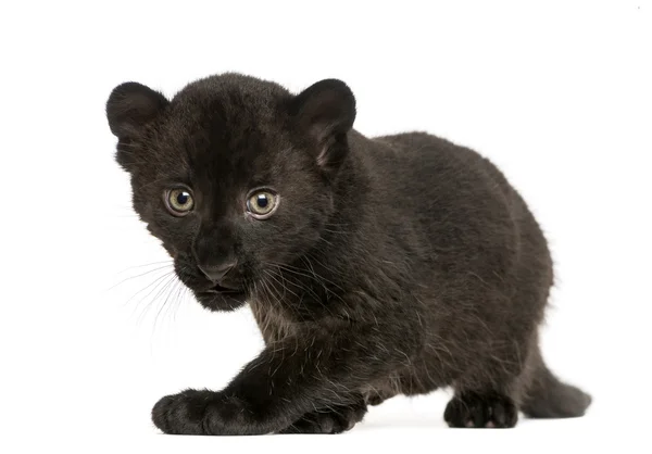 Cucciolo di leopardo nero, 3 settimane, fissando e aggirando, isolato o — Foto Stock