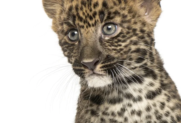 Detail strakaté leopardí mládě - panthera pardus, staré 7 týdnů — Stock fotografie