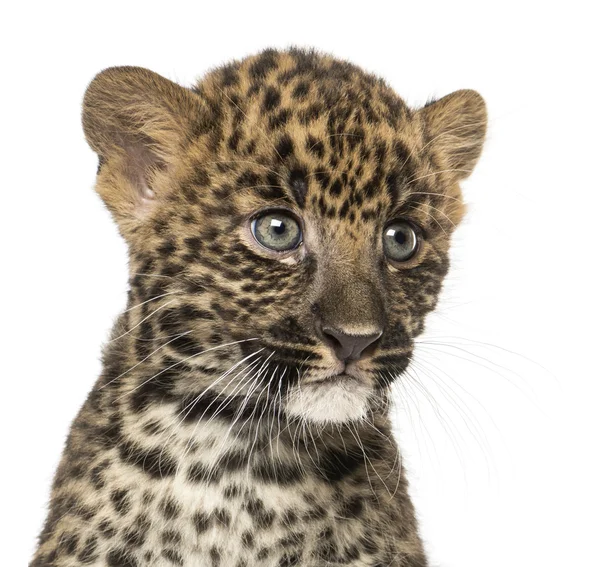 Primer plano de un cachorro de leopardo manchado - Panthera pardus, 7 semanas de edad — Foto de Stock