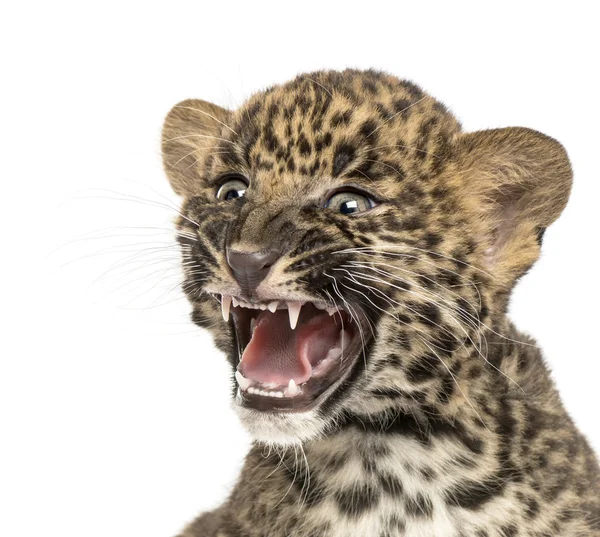 Manchado filhote de leopardo rugindo - Panthera pardus, 7 semanas, isol — Fotografia de Stock