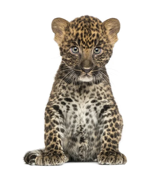 Geflecktes Leopardenjunges sitzend - Panthera pardus, 7 Wochen alt, isol — Stockfoto