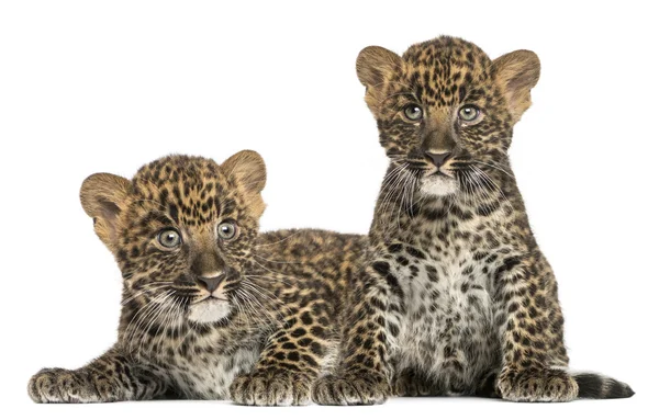 Δύο στίγματα λεοπάρδαλη cubs που ξάπλωμα και συνεδρίαση - panthera pardu — Φωτογραφία Αρχείου