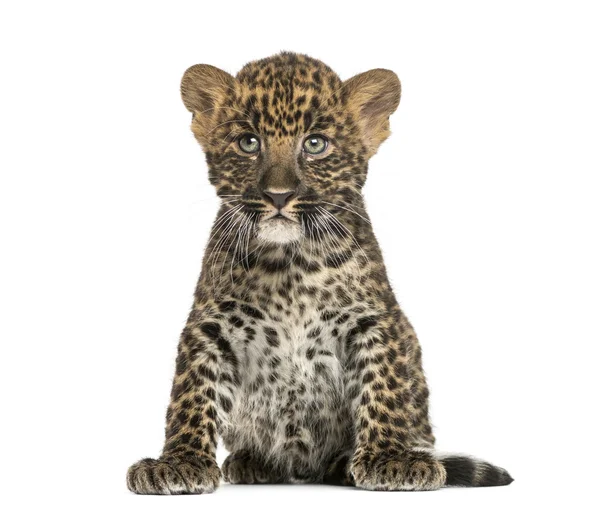 Cachorro de leopardo manchado sentado - Panthera pardus, 7 semanas de edad, isol —  Fotos de Stock