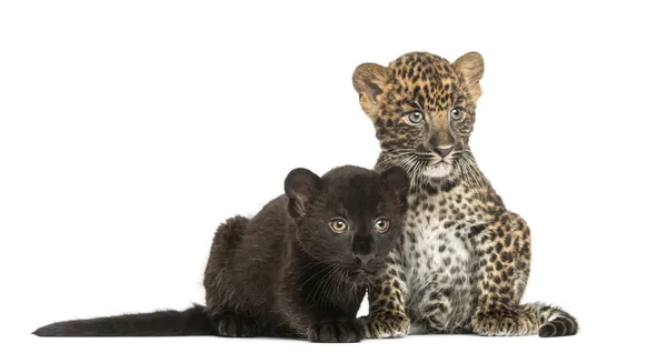 Dos cachorros de leopardo negros y manchados sentados y acostados al lado de cada uno —  Fotos de Stock