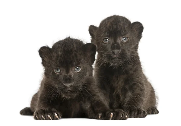 Dos cachorros de leopardo negro acostados, 3 semanas de edad, aislados en whit —  Fotos de Stock