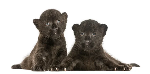 Two Black Leopard cubs lying down, 3 weeks old, isolated on whit — Stock Photo, Image