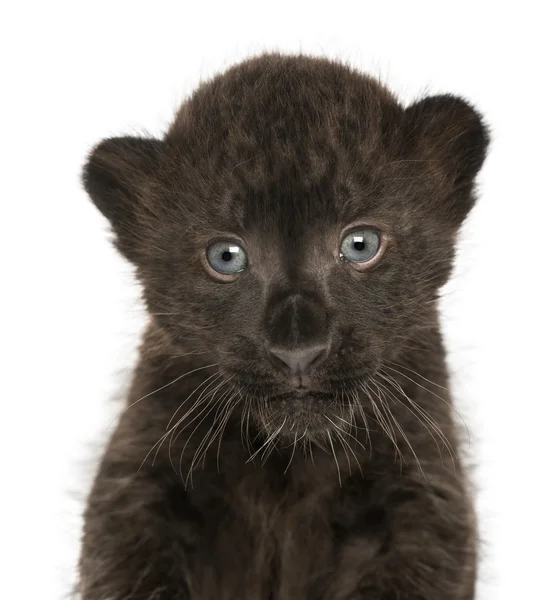 Nahaufnahme eines schwarzen Leopardenjungen, 3 Wochen alt, isoliert auf weiß — Stockfoto
