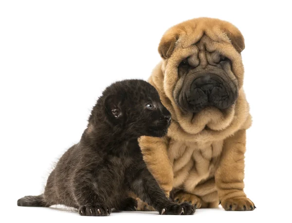 Shar pei puppy and Black Leopard cub sitting next to each other, — Stock Photo, Image