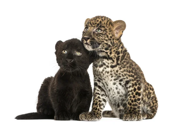 Svart och fläckig leopard ungar sitter bredvid varandra, isola — Stockfoto
