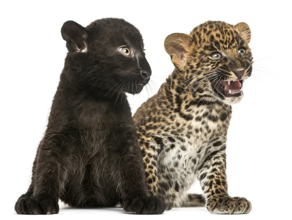 Чорні і плямисті леопардові дитинчата, що сидять поруч один з одним, ізола — стокове фото