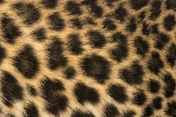 Macro of a Spotted Leopard cub 's fur - Panthera pardus, 7 weeks — стоковое фото