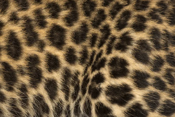 Makro strakaté leopardí mládě kožešin - panthera pardus, 7 týdnů — Stock fotografie