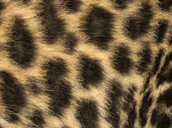 Macro de piel de cachorro de leopardo manchado - Panthera pardus, 7 semanas —  Fotos de Stock