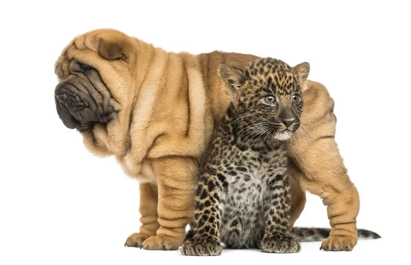 Shar pei filhote de cachorro em pé sobre um filhote de leopardo manchado, isolado em — Fotografia de Stock