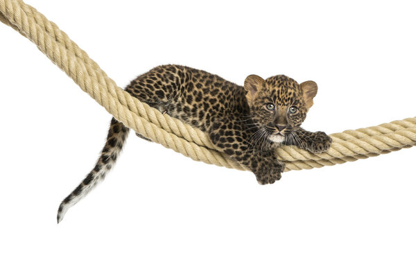 Spotted Leopard cub holding on a rope, 7 weeks old, isolated on
