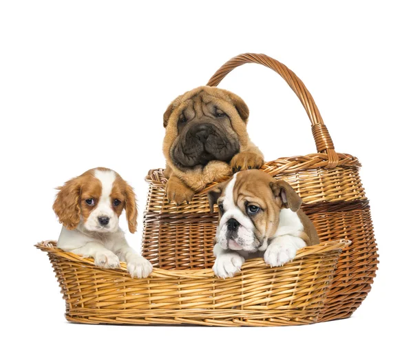Sharpei, Cavalier King Charles e Inglese Bulldog cuccioli in wi — Foto Stock