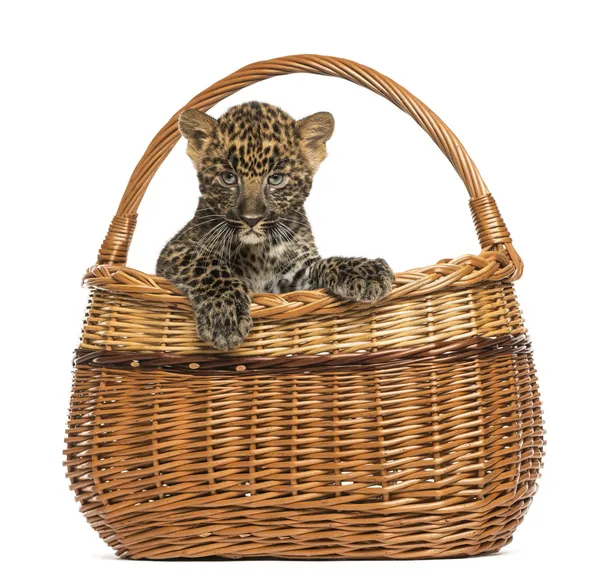 Плямистий леопард у плетеному кошику, ізольований на білому — стокове фото