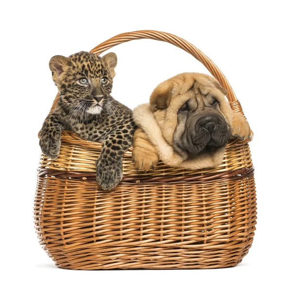 Sharpei cachorro y cachorro de leopardo manchado en una canasta de mimbre, isolat —  Fotos de Stock