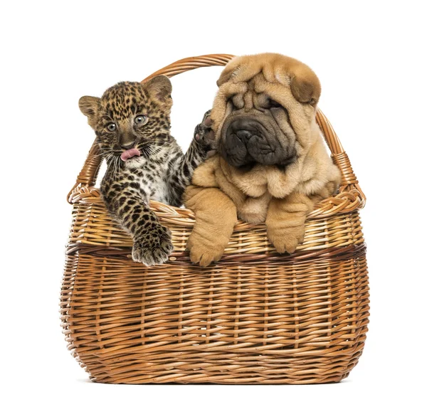 Sharpei puppy and spotted Leopard cub in a wicker basket, isolat — Stock Photo, Image