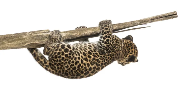 Cucciolo di leopardo maculato appeso a un ramo, 7 settimane, isolato — Foto Stock