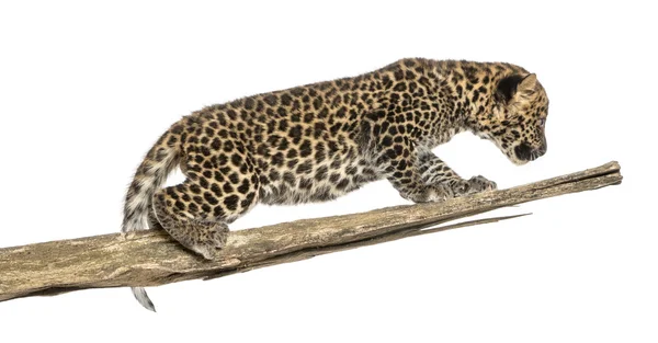 Spotted Leopard cub prowling on a branch, 7 weeks old, isolated — Zdjęcie stockowe