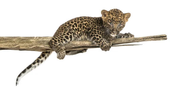 Macchiato cucciolo di leopardo sdraiato su un ramo, 7 settimane, isolato su — Foto Stock