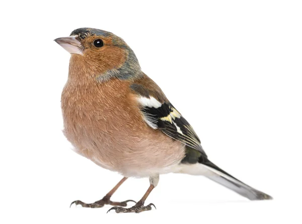 Mannelijke gemeenschappelijk Vink - fringilla coelebs, geïsoleerd op wit — Stockfoto