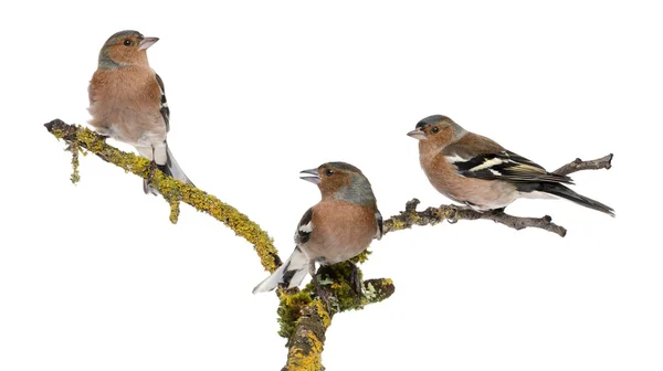 Tres pinzón común en una rama, fringilla coelebs — Foto de Stock