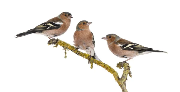Drei Buchfinken auf einem Ast, Fransen — Stockfoto