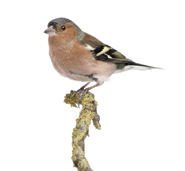 Male Common Chaffinch on a branch- Fringilla coelebs — Stock Photo, Image