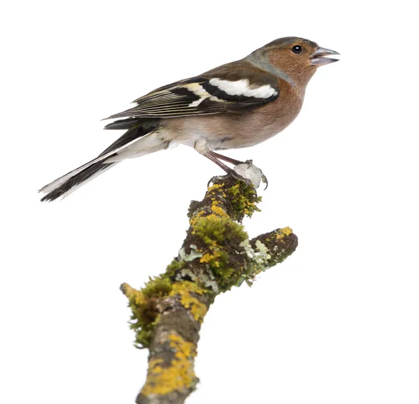 Mannelijke gemeenschappelijk Vink op een branch-fringilla coelebs — Stockfoto