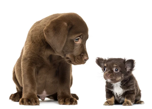 Labrador Retriever Puppy (2 months old) sitting and looking at a — Stock Photo, Image