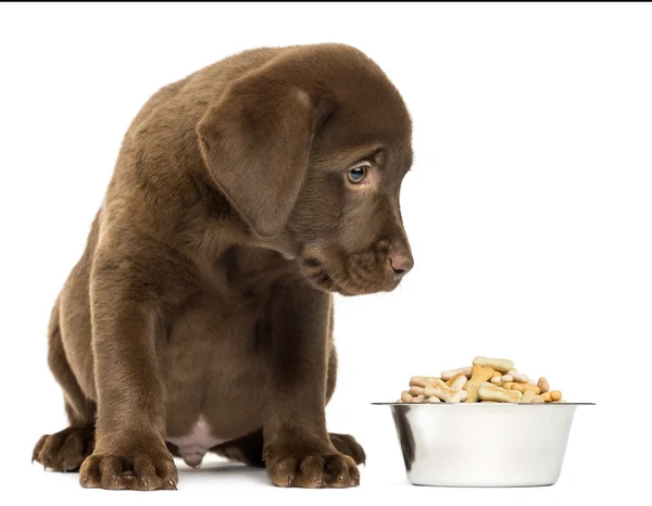 Labrador retriever valp sitter med sin full hund skål, isolera — Stockfoto