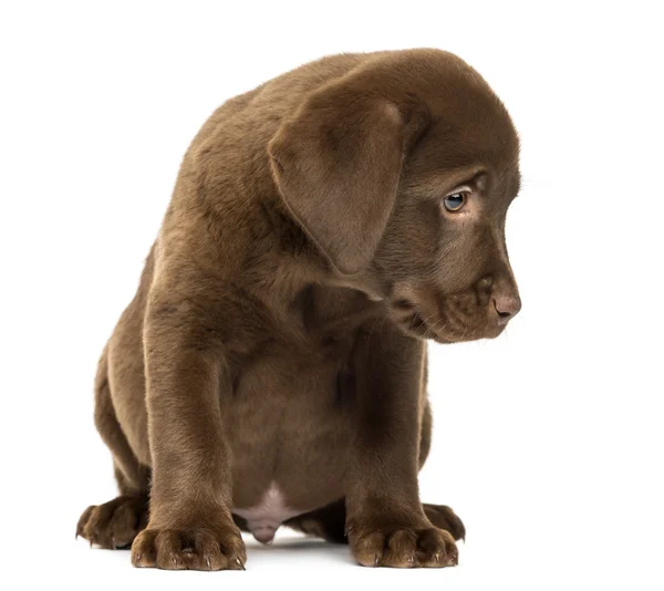 Labrador Retriever Puppy sitting, 2 months old, isolated on whit — Stock Photo, Image