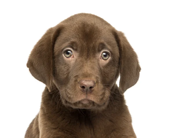 Close-up de um cachorro Labrador Retriever, 2 meses, isolado — Fotografia de Stock