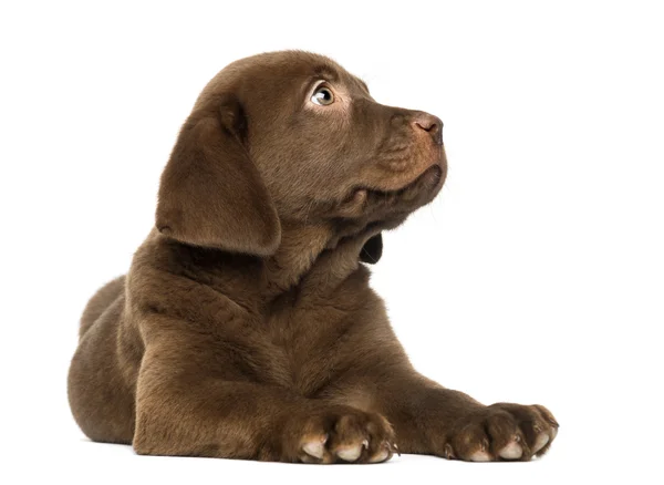 Labrador Retriever Puppy lying and looking up, 2 months old, iso — Stock Photo, Image