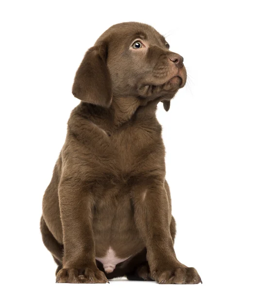 Labrador Retriever Cachorro sentado y mirando hacia arriba, 2 meses, i — Foto de Stock