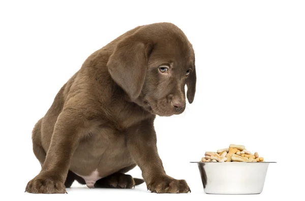 Labrador Retriever Filhote de cachorro sentado com tigela de cão cheio, 2 meses ol — Fotografia de Stock