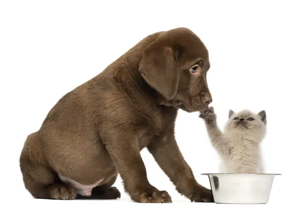 Sitzender Labrador Retriever Welpe mit Blick auf ein britisches Langhaar — Stockfoto