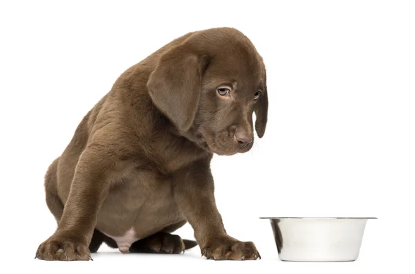 Labrador retriever valp sitter med Tom hund skål, 2 månader o — Stockfoto