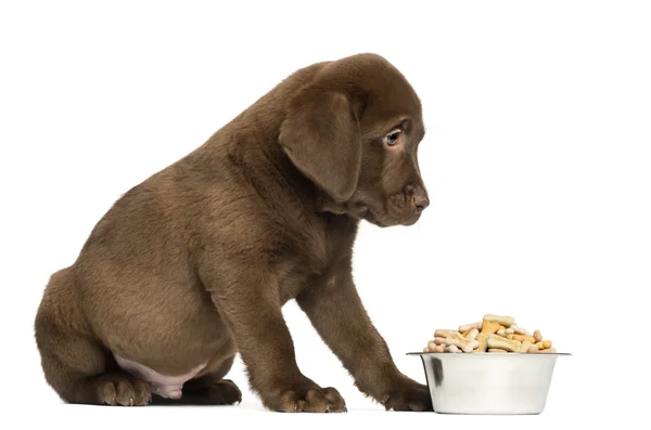 Labrador Retriever Filhote de cachorro sentado com tigela de cão cheio, 2 meses ol — Fotografia de Stock