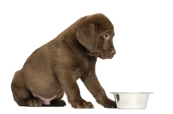 Labrador Retriever Filhote de cachorro sentado com tigela de cão vazio, 2 meses o — Fotografia de Stock