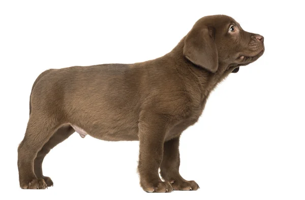 Labrador Retriever Filhote de cachorro de pé e olhando para cima, 2 meses , — Fotografia de Stock