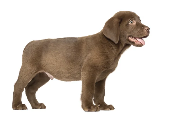 Labrador retriever pup staande en hijgen, 2 maanden oud, is — Stockfoto